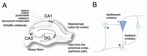 A Synaptic Connectivity Of The Hippocampus The Trisynaptic Circuit