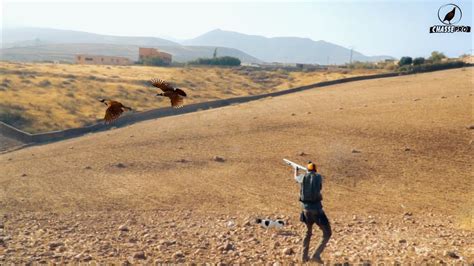 Chasse Perdrix Et Li Vre Au Maroc Saison Partridge Hunting