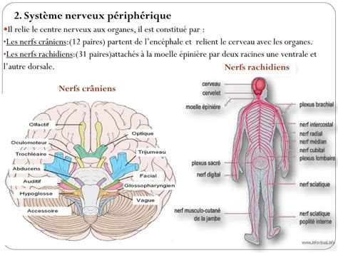 Ppt I Anatomie De Syst Me Nerveux Syst Me Nerveux C R Bro Spinal