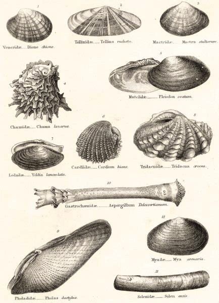 ~ W a y m a r k s ~: Bivalve Mollusc Fossils