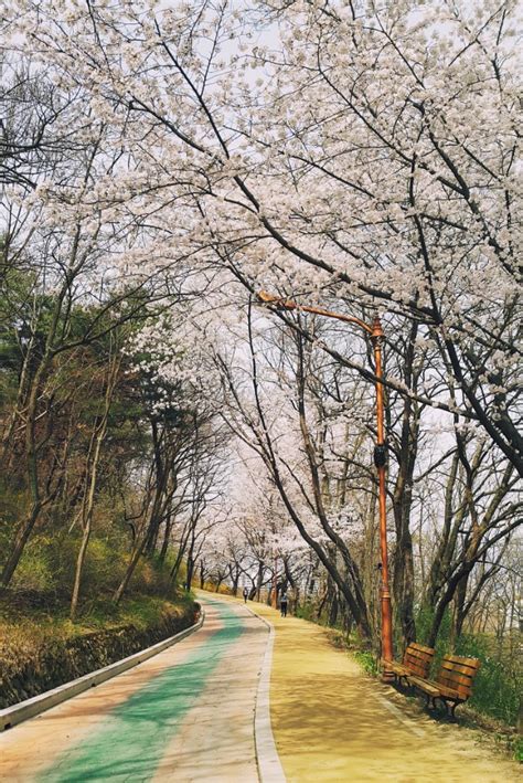 HIKING APSAN | Cherry Blossom Hike – little green field book