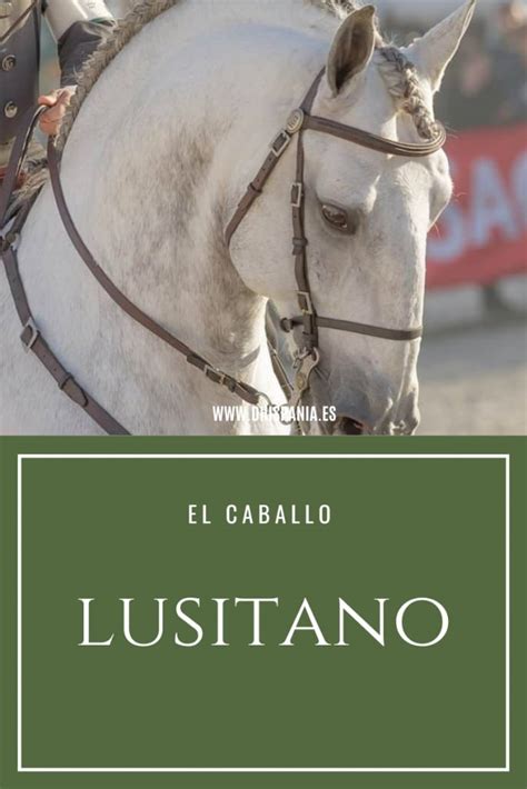 Blog El Caballo Lusitano Tienda Hípica D Hispania