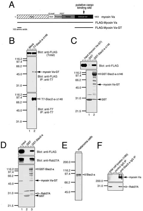 Mapping Of The Domain Responsible For Slac A Binding In Myosin Va A