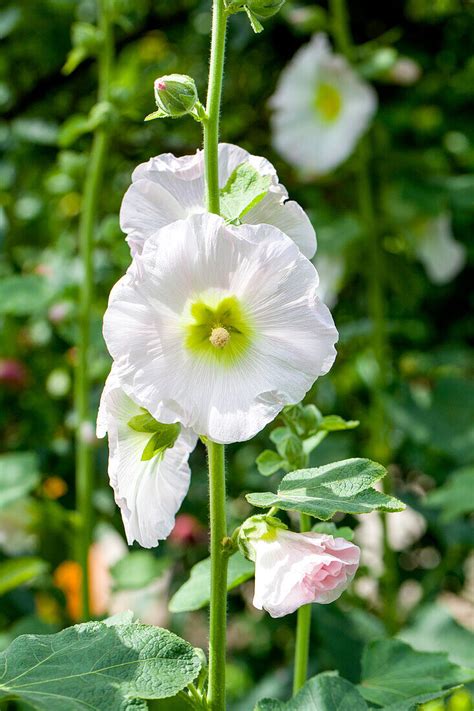 Alcea Rosea Bild Kaufen 14006193 Gartenbildagentur Friedrich Strauss