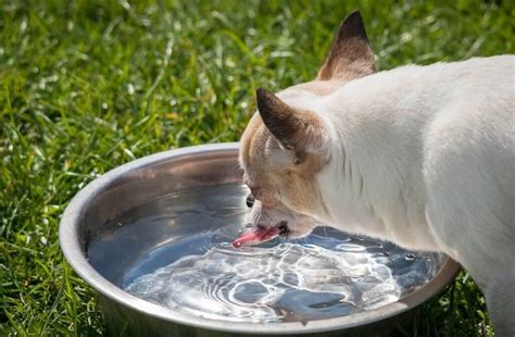 How Often Should A Dog Drink Water