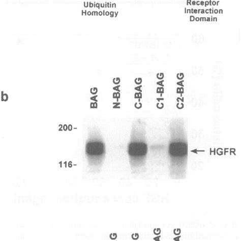 Identification Of The Bag I Domain Responsible For Receptor Binding