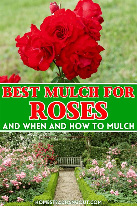 The Best Mulch For Roses How And When To Mulch The Homestead Hangout