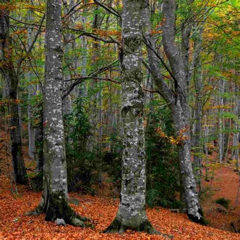 Bosc Del Betato Llegenda Rutes I Arribar