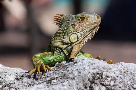 Warnings About Falling Iguanas Issued Across Florida After Winter Chill ...