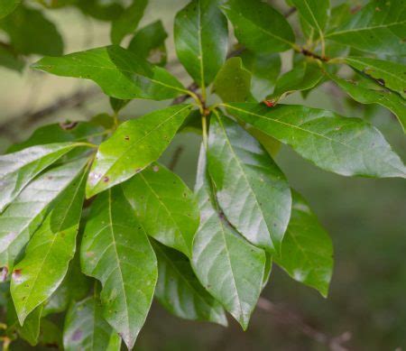 types  tree leaves  pictures  characteristics