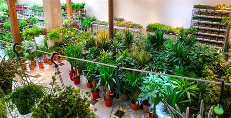 Rennes Grande Vente De Plantes Petits Prix Les Et Janvier Au