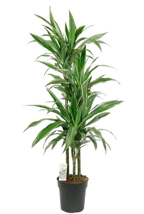 Dracaena Warneckei Drakenbloedboom Cm Kopen Planten Nl