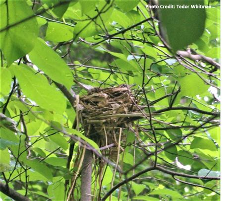 Success Story - Wood Thrushes - Cora Hartshorn Arboretum & Bird Sanctuary