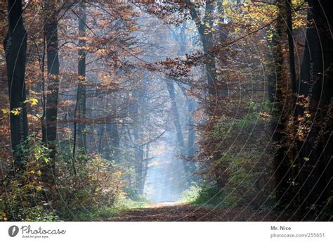 Nature Tree Calm Forest - a Royalty Free Stock Photo from Photocase