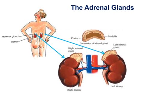 Adrenal Gland Flashcards Quizlet