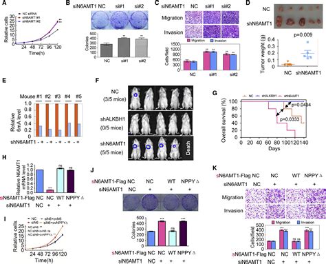 N6 Methyladenine Dna Modification In The Human Genome Molecular Cell