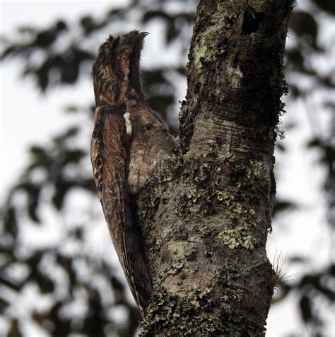 Mindo Birdwatching - Birdwatcing tour Mindo - Birds of Ecuador