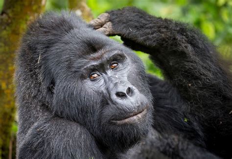 2 Day Bwindi Gorilla Trekking