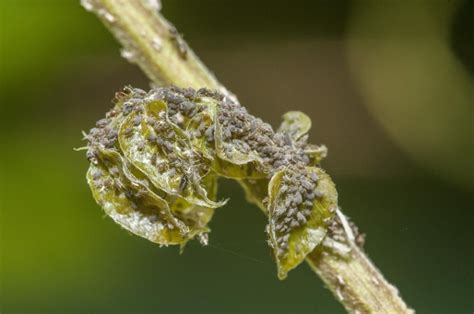 Tidak Selalu Dengan Bahan Kimia Coba Cara Mengatasi Kutu Daun