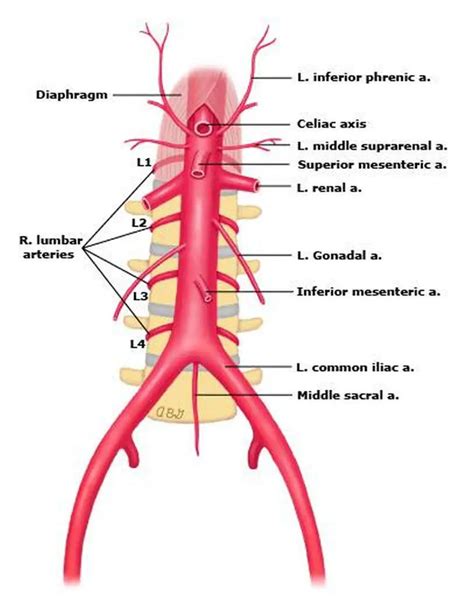 Pictures Of Abdominal Aorta