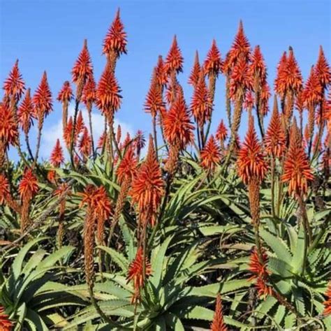 Aloe Arborescens Care Growing The Candelabra Aloe Plant