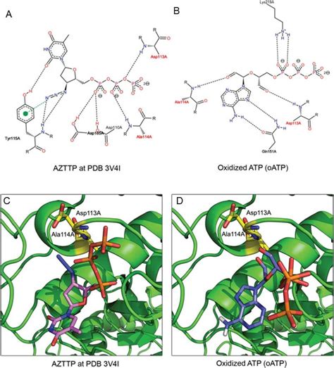 Binding Patterns Of Azttp And Oatp D Representation Of Azttp A And