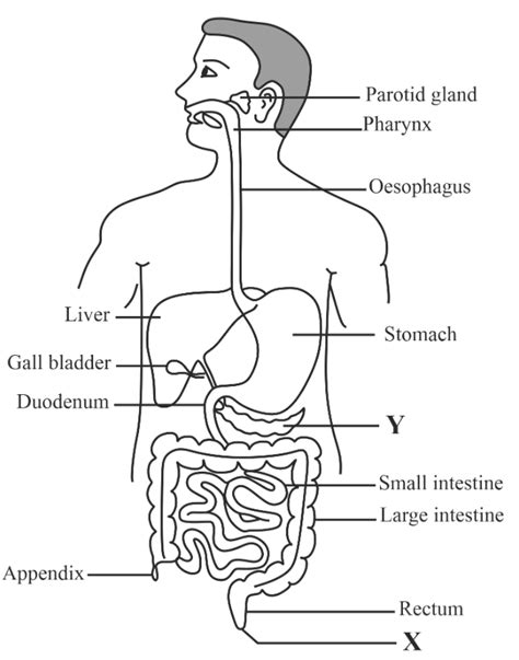 Show Me A Diagram Of The Human Digestive System Digestive Tr