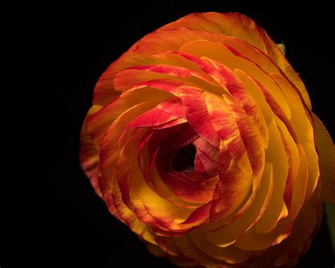 Photo Flowers Ranunculus Closeup Black Background