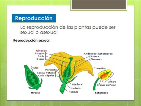 Como Es La Reproduccion Del Reino Plantae Por Favor Brainlylat