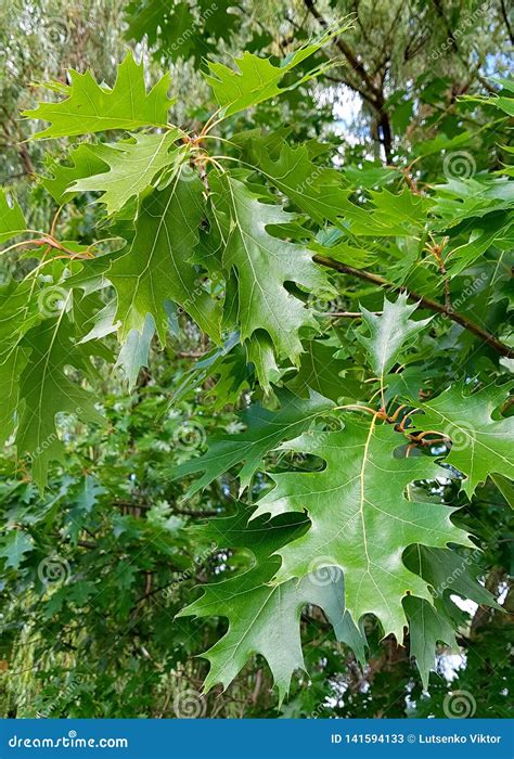 Roble Verde De Las Hojas En árbol Imagen de archivo Imagen de roble