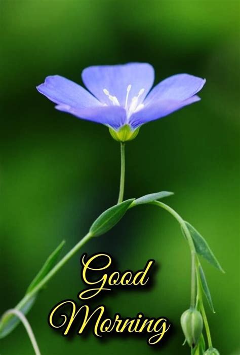 a blue flower sitting on top of a green plant with the words good morning written below it