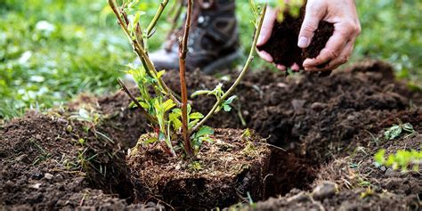 Zone 5 Landscape & Garden Checklist: May - Platt Hill Nursery