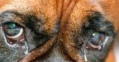 Conjuntivitis En Perros Y Gatos