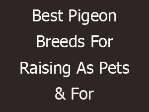 Pigeon Breeds