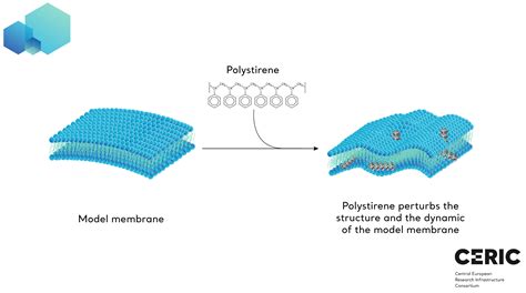 New Insights Into The Effect Of Nano Plastics On Model Cell Membranes