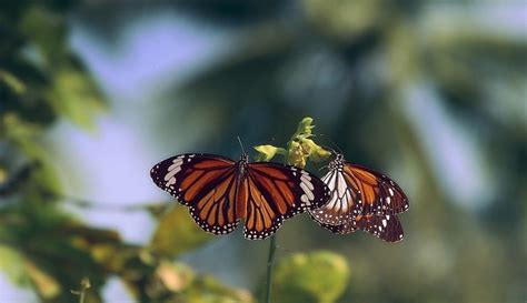 Llegaron primeras Mariposas Monarca a Michoacán prevén abrir