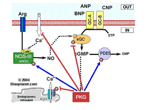 Regulation Of The Nitric Oxide Cyclic Gmp Pathway By Protein Kinase G