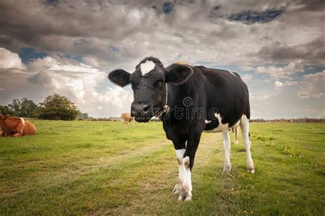 Selective Blur On A Portrait Of A Holstein Frisian Cow With Its