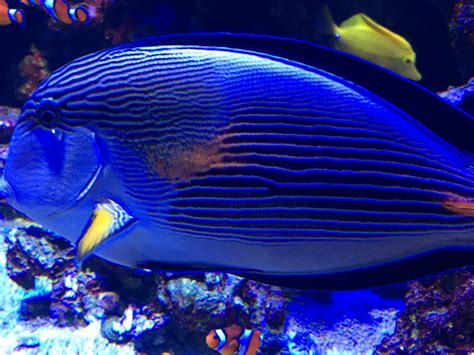 Surgeonfish Species? - ZooChat