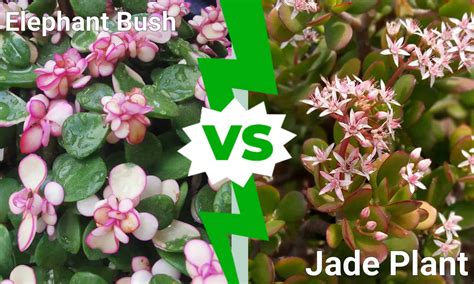 Elephant Bush Vs Jade Plant What Are The Differences A Z Animals