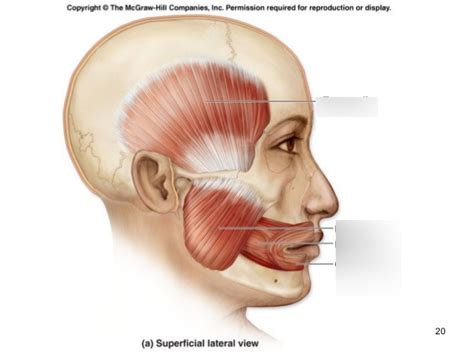 Mastication Muscles Diagram Quizlet