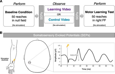 Figure 2 From Functional Plasticity In Somatosensory Cortex Supports