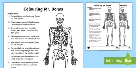 Interesting Facts About The Skeletal System Twinkl