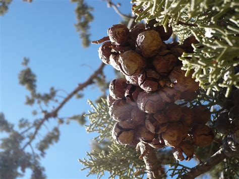 Clustered conifer seeds by ElNaso on DeviantArt