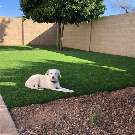 What Is The Best Artificial Grass For Dogs