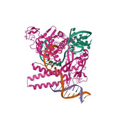 RCSB PDB 8HHM Cryo EM Structure Of The Cas12m2 CrRNA Target DNA