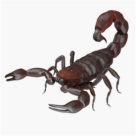 3d Model Scorpion Modeled