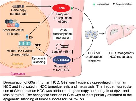 Histone Methyltransferase G9a Promotes Liver Cancer Development By