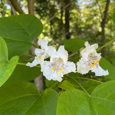 Catalpa speciosa | Northern Catalpa - Doty Nurseries