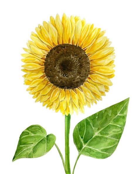 Illustrazione Dell Acquerello Del Girasole Con Le Foglie Ed I Semi